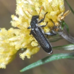 Eleale simplex (Clerid beetle) at Kosciuszko National Park, NSW - 28 Feb 2020 by Harrisi