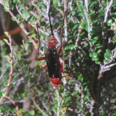 Lissopimpla excelsa (Orchid dupe wasp, Dusky-winged Ichneumonid) at Kosciuszko National Park, NSW - 29 Feb 2020 by Harrisi