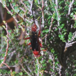 Lissopimpla excelsa at Kosciuszko National Park, NSW - 29 Feb 2020