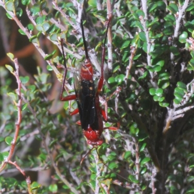 Lissopimpla excelsa (Orchid dupe wasp, Dusky-winged Ichneumonid) at Kosciuszko National Park, NSW - 29 Feb 2020 by Harrisi