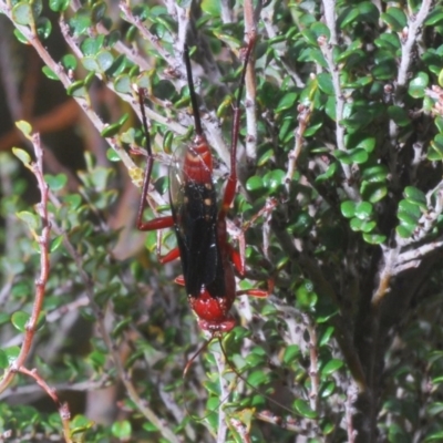 Lissopimpla excelsa (Orchid dupe wasp, Dusky-winged Ichneumonid) at Kosciuszko National Park - 29 Feb 2020 by Harrisi