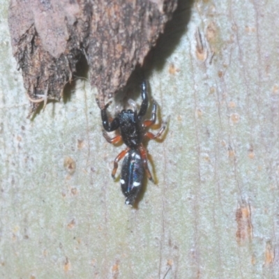 Holoplatys sp. (genus) (Unidentified Holoplatys jumping spider) at Kosciuszko National Park, NSW - 29 Feb 2020 by Harrisi