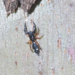 Holoplatys sp. (genus) at Kosciuszko National Park, NSW - 29 Feb 2020