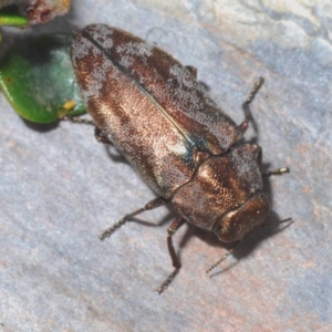 Diphucrania acuducta at Kosciuszko National Park, NSW - 29 Feb 2020 10:47 PM