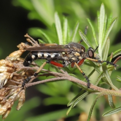 Thereutria amaraca (Spine-legged Robber Fly) at ANBG - 3 Mar 2020 by TimL