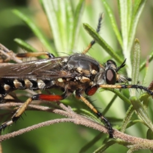 Thereutria amaraca at Acton, ACT - 3 Mar 2020