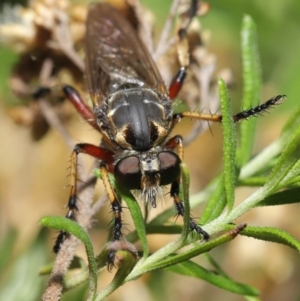 Thereutria amaraca at Acton, ACT - 3 Mar 2020