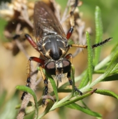 Thereutria amaraca at Acton, ACT - 3 Mar 2020