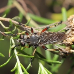 Thereutria amaraca at Acton, ACT - 3 Mar 2020