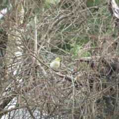 Ptilotula penicillata (White-plumed Honeyeater) at Bungendore, NSW - 6 Mar 2020 by BenW