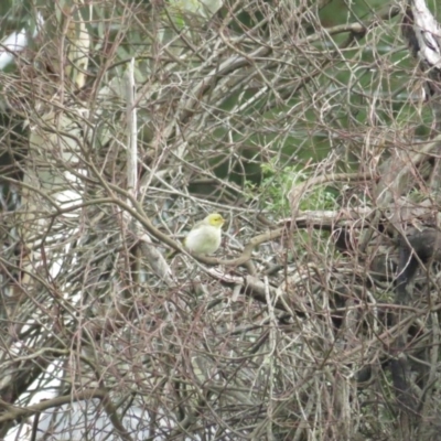Ptilotula penicillata (White-plumed Honeyeater) at Bungendore, NSW - 6 Mar 2020 by BenW