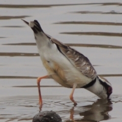 Charadrius melanops (Black-fronted Dotterel) at Greenway, ACT - 29 Dec 2019 by michaelb