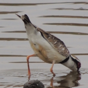 Charadrius melanops at Greenway, ACT - 29 Dec 2019 06:04 PM