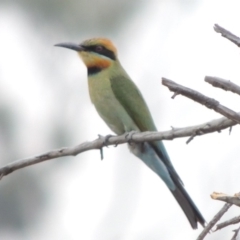 Merops ornatus (Rainbow Bee-eater) at Bullen Range - 29 Dec 2019 by michaelb