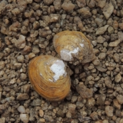 Corbicula australis (Little Basket Shells) at Bullen Range - 29 Dec 2019 by michaelb