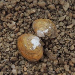 Corbicula australis at Paddys River, ACT - 29 Dec 2019