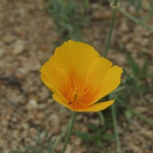 Eschscholzia californica at Greenway, ACT - 29 Dec 2019