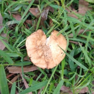 Agarics gilled fungi at Surf Beach, NSW - 7 Mar 2020