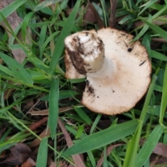 Agarics gilled fungi at Surf Beach, NSW - 7 Mar 2020