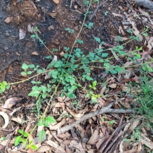 Rubus parvifolius at Surf Beach, NSW - 7 Mar 2020