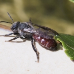 Lasioglossum (Parasphecodes) sp. (genus & subgenus) (Halictid bee) at Higgins, ACT - 7 Mar 2020 by AlisonMilton