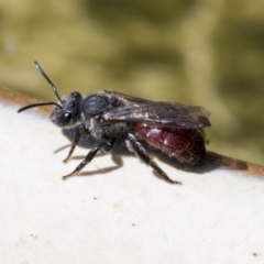 Lasioglossum (Parasphecodes) sp. (genus & subgenus) at Higgins, ACT - 8 Mar 2020