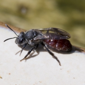 Lasioglossum (Parasphecodes) sp. (genus & subgenus) at Higgins, ACT - 8 Mar 2020 10:45 AM