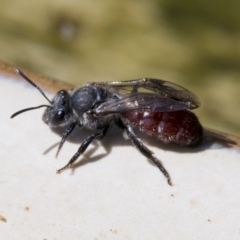 Lasioglossum (Parasphecodes) sp. (genus & subgenus) at Higgins, ACT - 8 Mar 2020