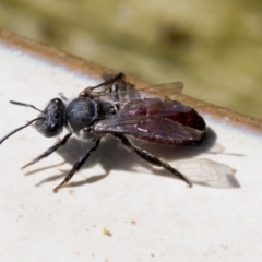 Lasioglossum (Parasphecodes) sp. (genus & subgenus) at Higgins, ACT - 8 Mar 2020 10:45 AM