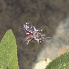 Lasioglossum (Parasphecodes) sp. (genus & subgenus) at Higgins, ACT - 8 Mar 2020