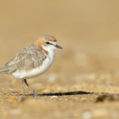 Anarhynchus ruficapillus (Red-capped Plover) at Mogareeka, NSW - 7 Mar 2020 by Leo