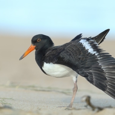 Haematopus longirostris (Australian Pied Oystercatcher) at Tathra, NSW - 6 Mar 2020 by Leo