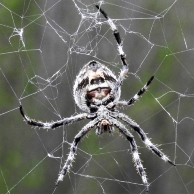 Hortophora sp. (genus) (Garden orb weaver) at Molonglo, ACT - 7 Mar 2020 by JohnBundock