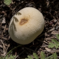 Bovista (A puffball) at Higgins, ACT - 8 Mar 2020 by AlisonMilton