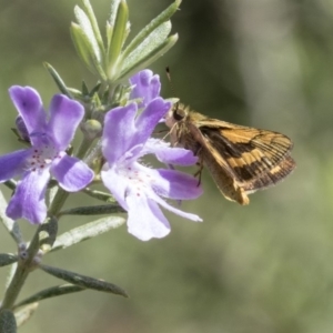 Ocybadistes walkeri at Higgins, ACT - 8 Mar 2020