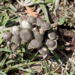 Coprinellus etc. (An Inkcap) at Higgins, ACT - 7 Mar 2020 by Alison Milton