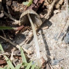 Coprinellus etc. at Higgins, ACT - 8 Mar 2020