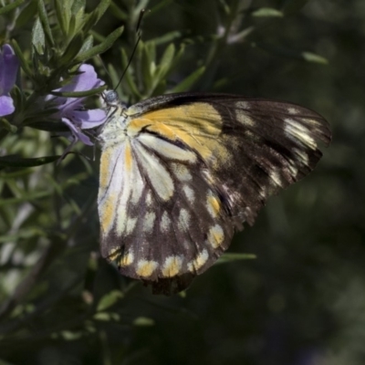 Belenois java (Caper White) at Higgins, ACT - 7 Mar 2020 by AlisonMilton