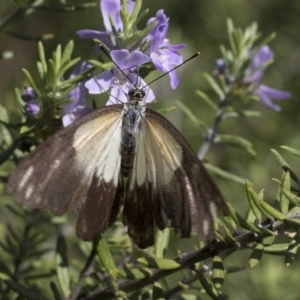 Belenois java at Higgins, ACT - 8 Mar 2020 10:35 AM