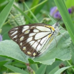 Belenois java at Wanniassa, ACT - 8 Mar 2020