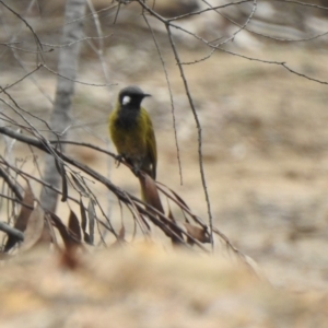 Nesoptilotis leucotis at Nattai National Park - 6 Mar 2020