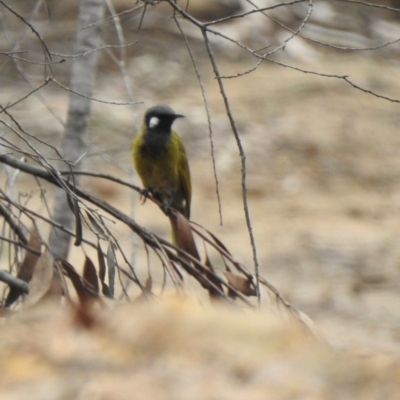 Nesoptilotis leucotis (White-eared Honeyeater) at Wattle Ridge - 6 Mar 2020 by GlossyGal
