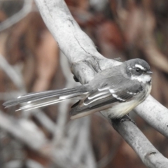 Rhipidura albiscapa (Grey Fantail) at Wattle Ridge - 6 Mar 2020 by GlossyGal