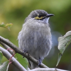 Caligavis chrysops (Yellow-faced Honeyeater) at Burradoo - 6 Mar 2020 by GlossyGal