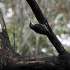 Cormobates leucophaea (White-throated Treecreeper) at Wattle Ridge - 5 Mar 2020 by GlossyGal