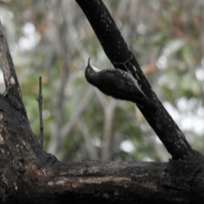 Cormobates leucophaea (White-throated Treecreeper) at Wattle Ridge - 5 Mar 2020 by GlossyGal