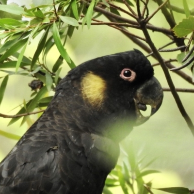 Zanda funerea (Yellow-tailed Black-Cockatoo) at Wingecarribee Local Government Area - 8 Mar 2020 by GlossyGal