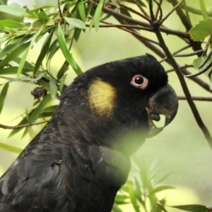 Zanda funerea at Burradoo, NSW - 8 Mar 2020