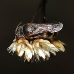Bembecinus sp. (genus) (A sand wasp) at Hackett, ACT - 3 Mar 2020 by TimL