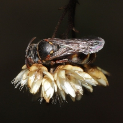 Bembecinus sp. (genus) (A sand wasp) at ANBG - 3 Mar 2020 by TimL